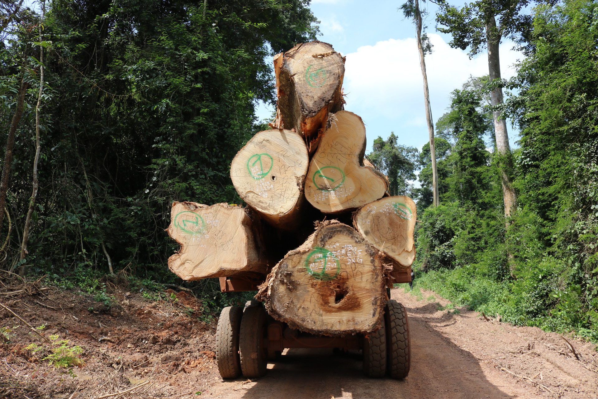 Large logs sit on a truck bed in a forest concession in Ghana.