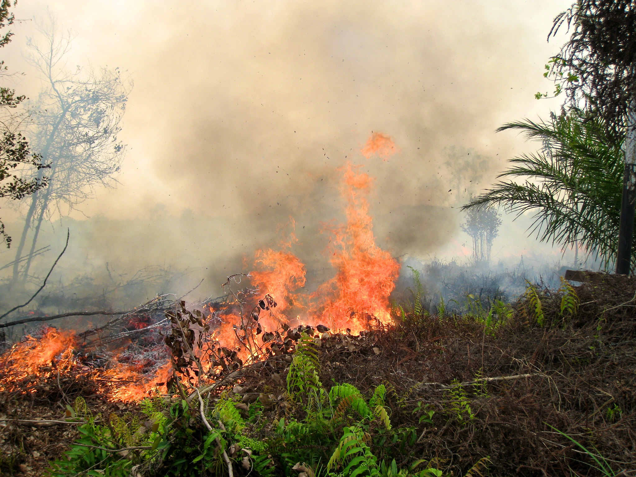 Football Field of Rainforest Destroyed Every Six Seconds