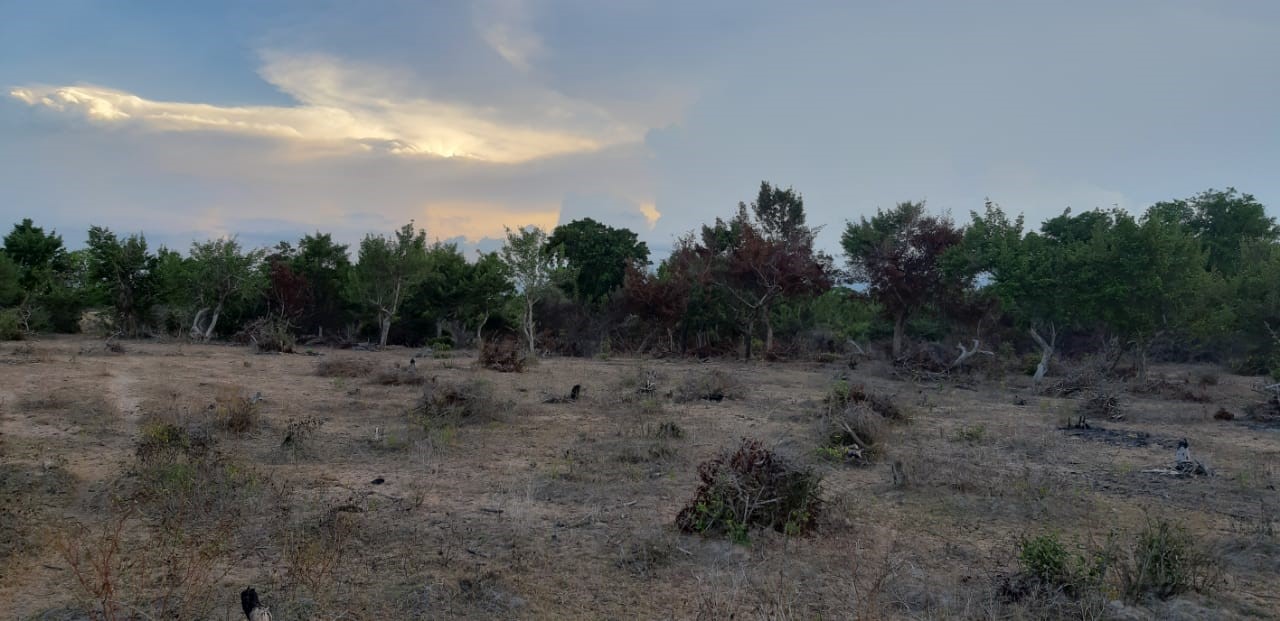 Deforestation event in Kinniya Sri Lanka, detected by Forest Watcher