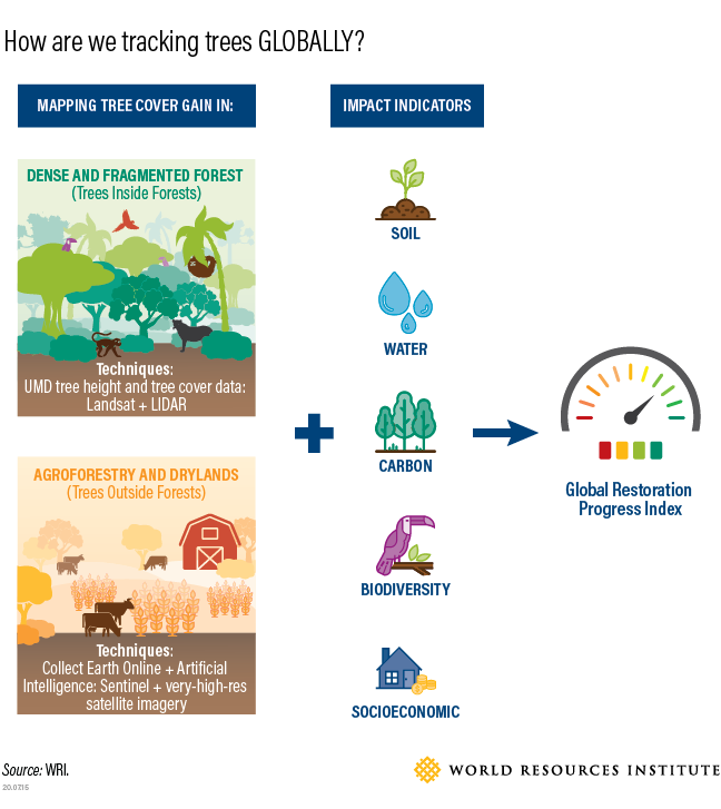 How are we tracking trees globally