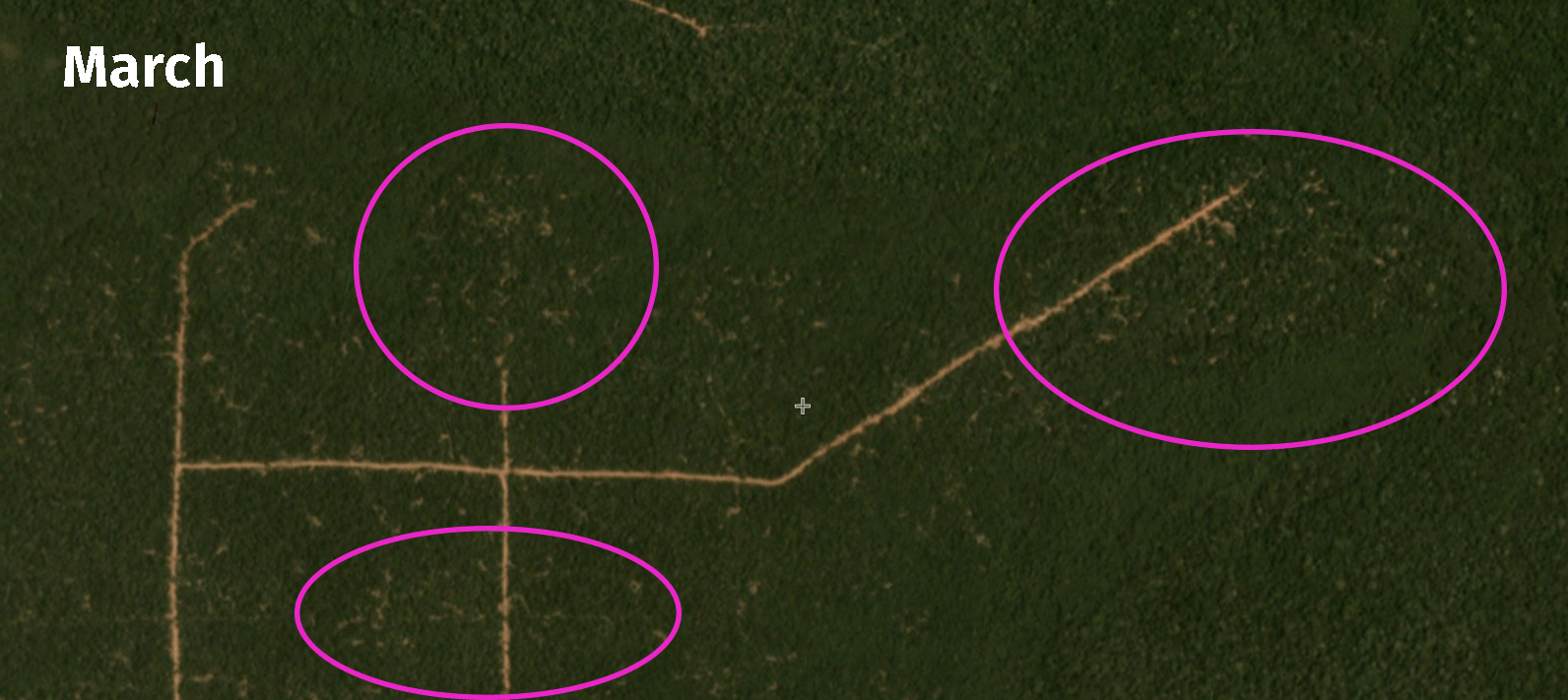 High-resolution imagery shows selective logging in the Republic of Congo.