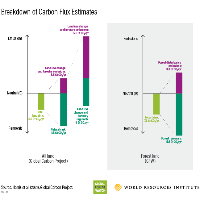 Forest Carbon Flux Data, Explained