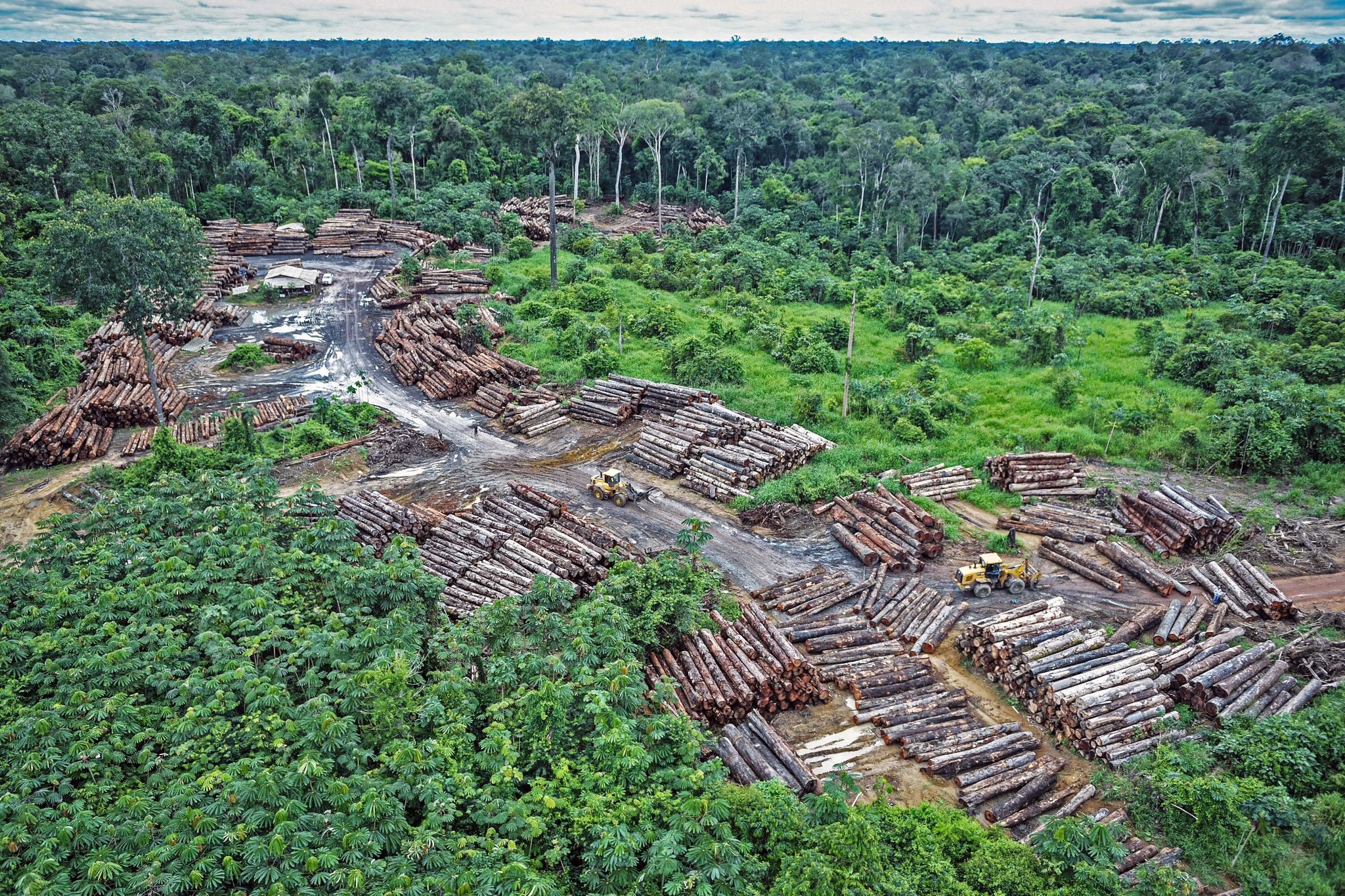 The Amount Of Deforestation In The  Rainforest Matches The