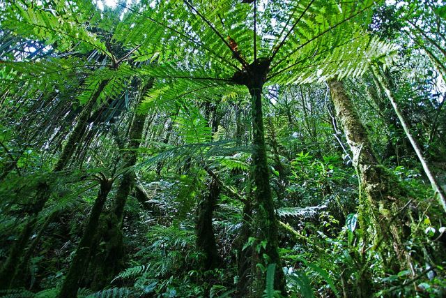 tropical forest loss