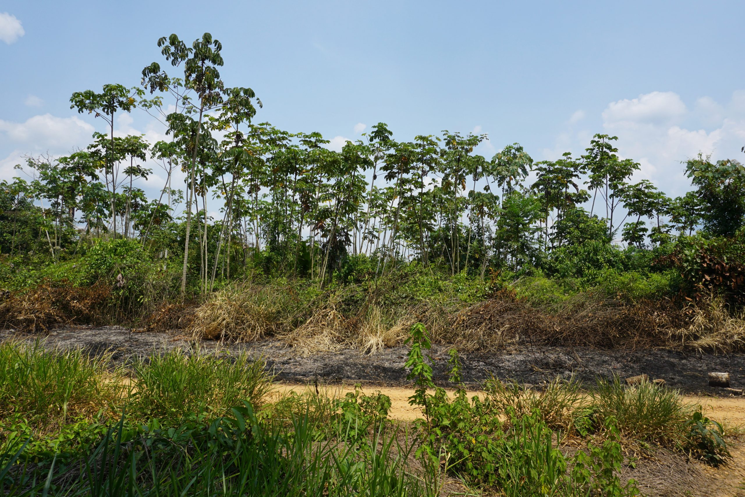 Deforested area close to Alegria, Madre de Dios.