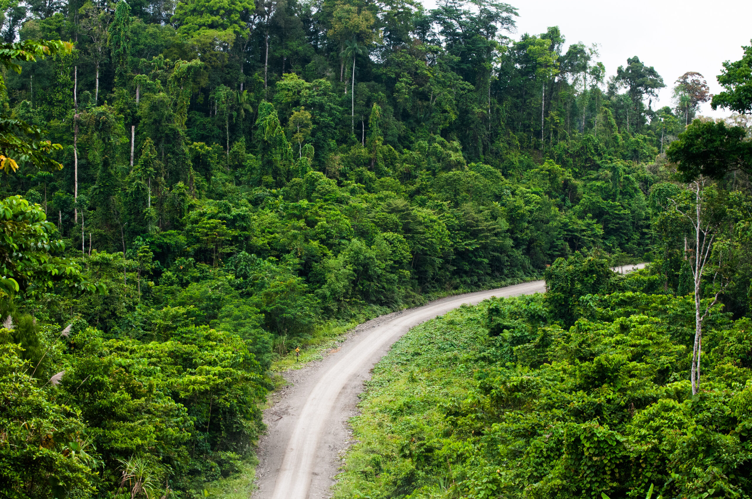 Logging roads in Papua province, Indonesia