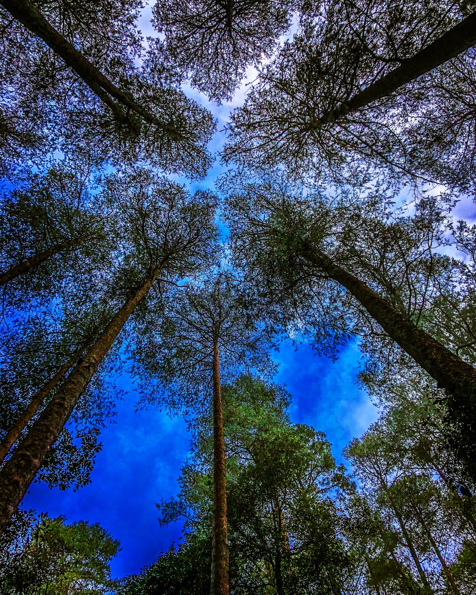 Photo of tree canopies in Mexico