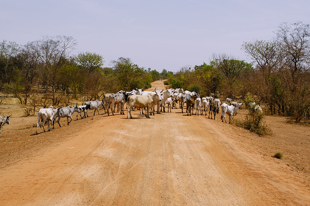 Asociación Guyra Paraguay