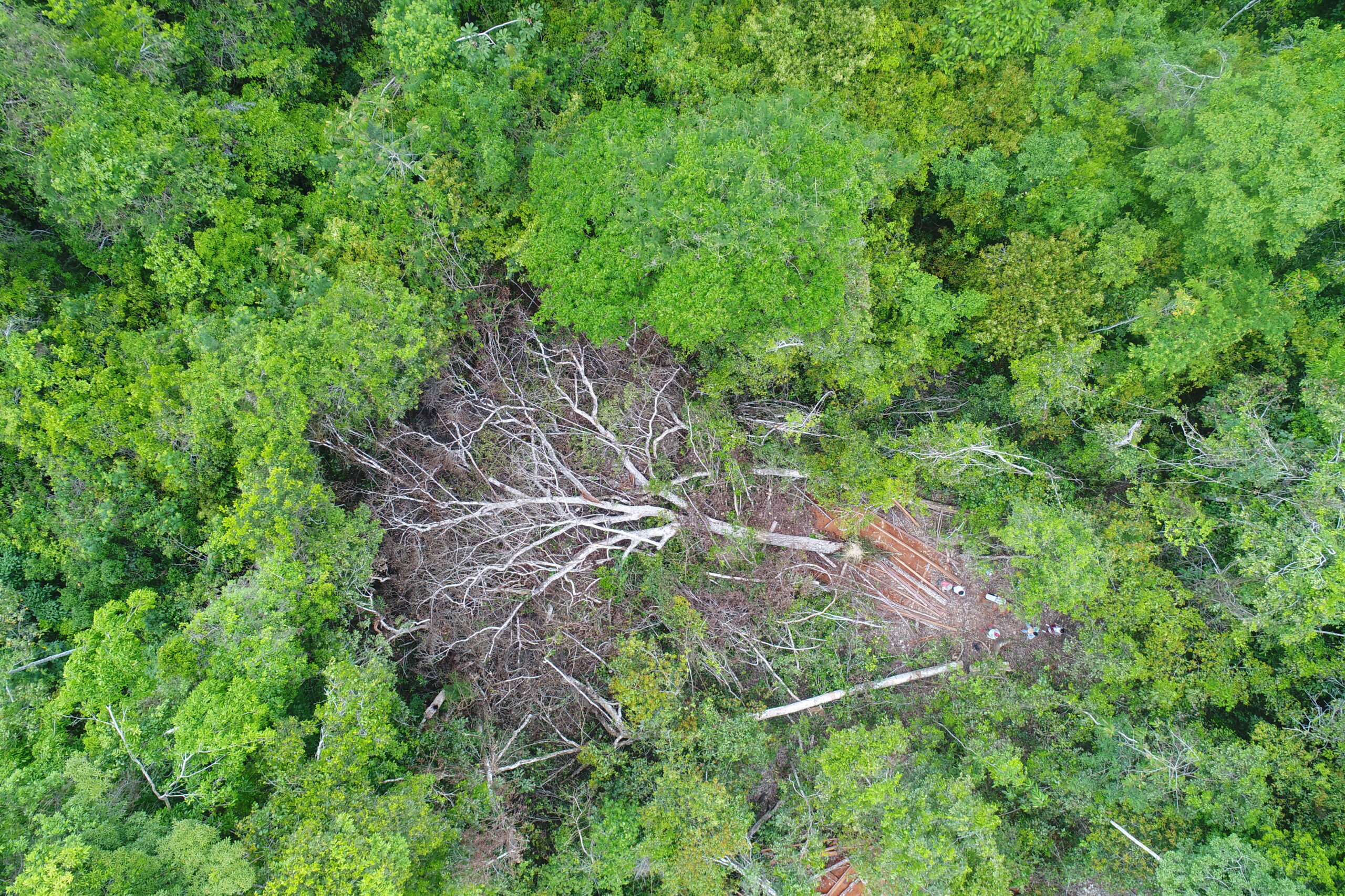 Amazónicos por la Amazonía – AMPA