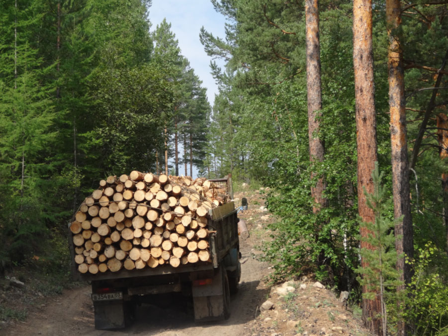 Friends of Siberian Forests
