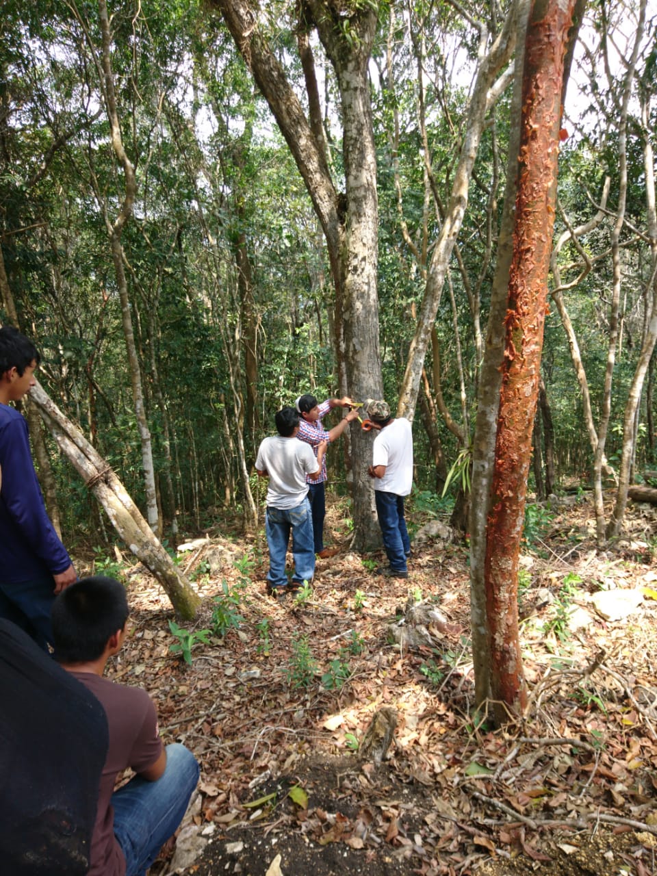 Cooperativa Ambio