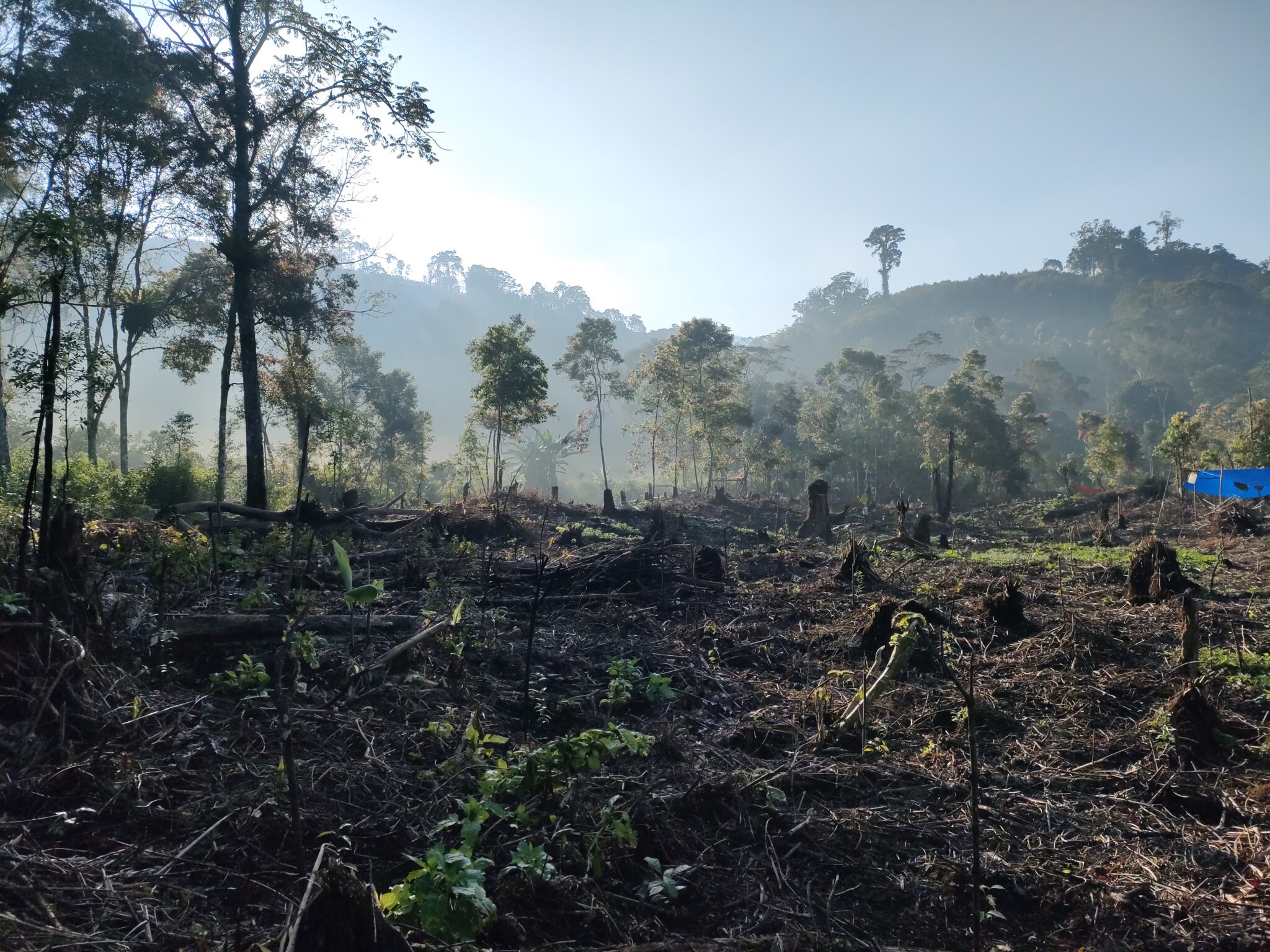 Illegal logging in the TNKS conservation area 2021. Credit: JPIK
