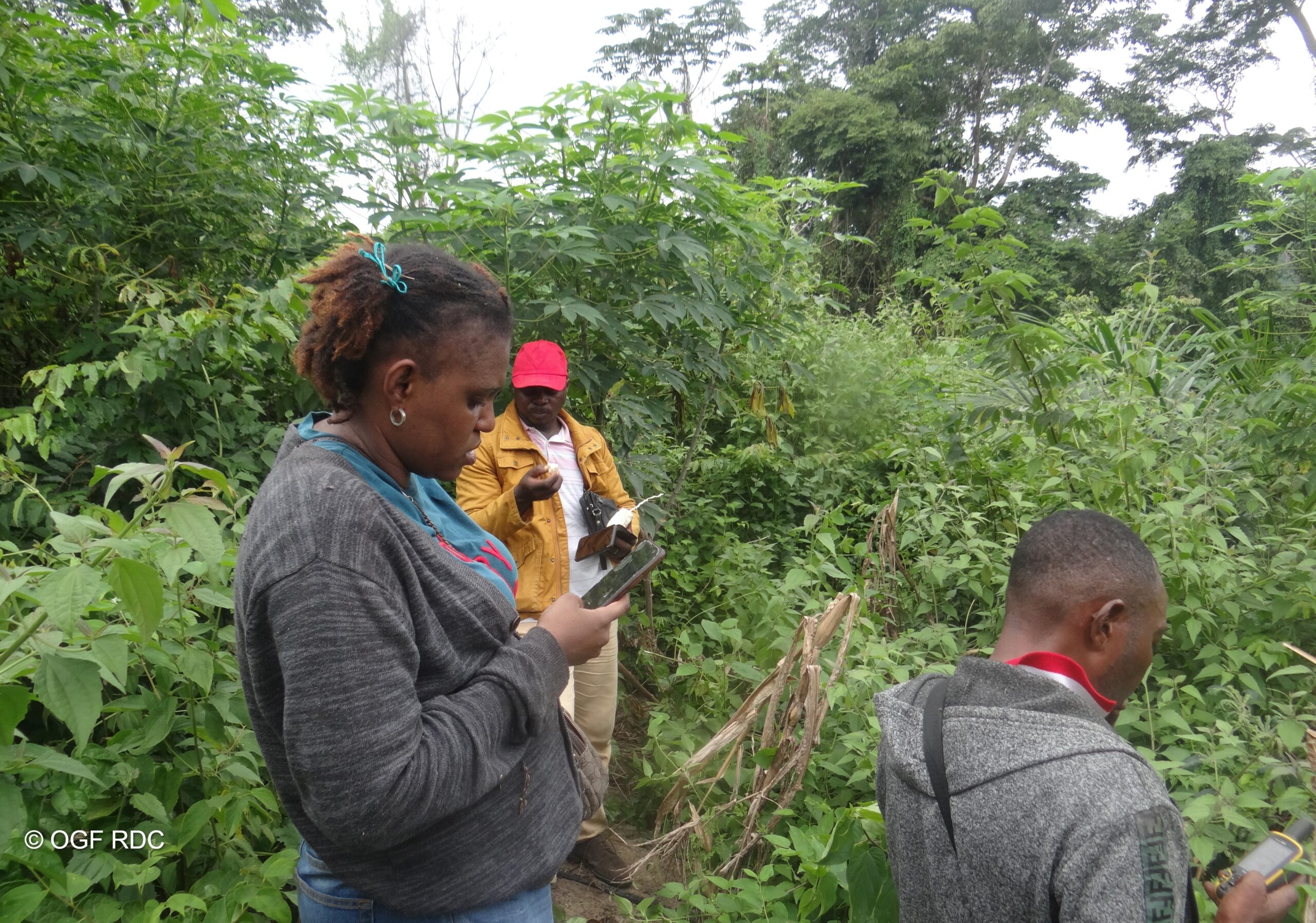 Observatoire de la gouvernance Forestière en RDC (OGF)