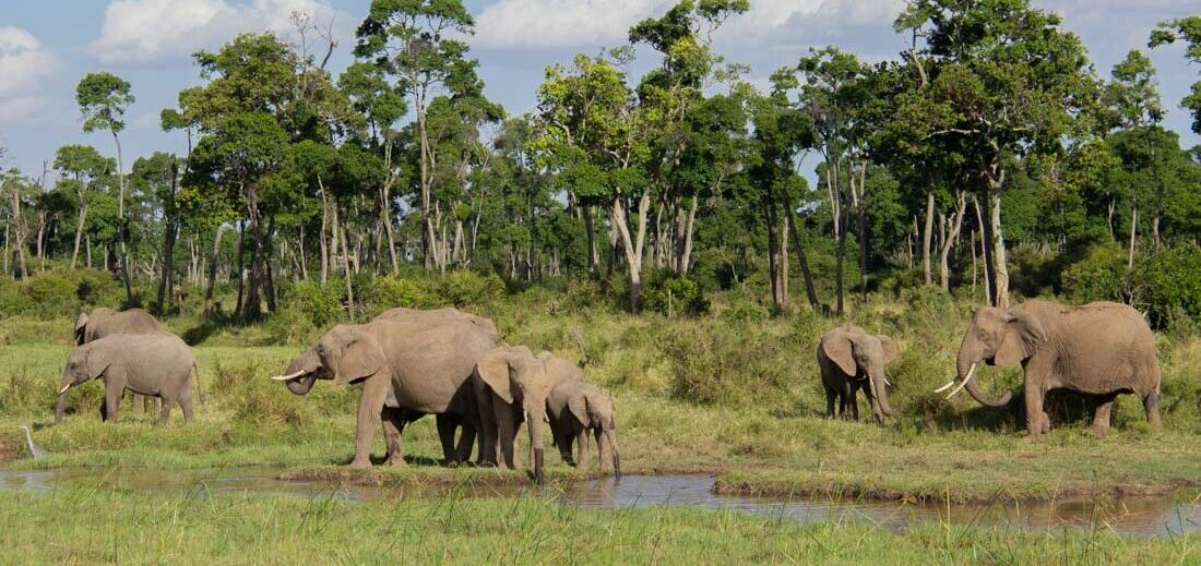 African savannah elephants in the Maasai Mara