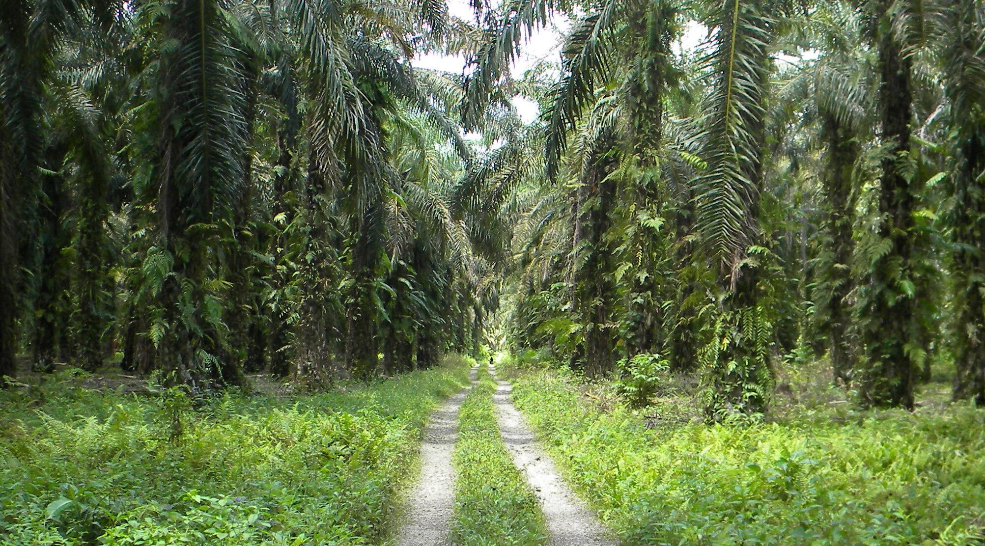 Oil palm plantation