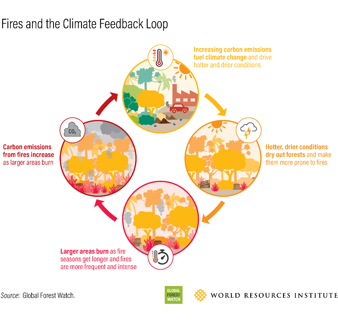 Fire-climate feedback loop