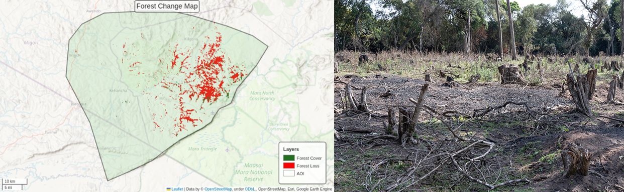 Forest cover change in Nyakweri Forest