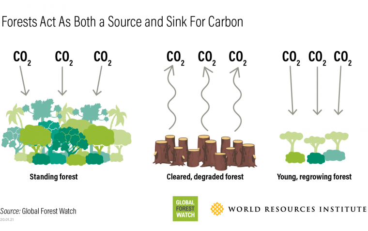 Illustration: Forests act as both a source and a sink for carbon