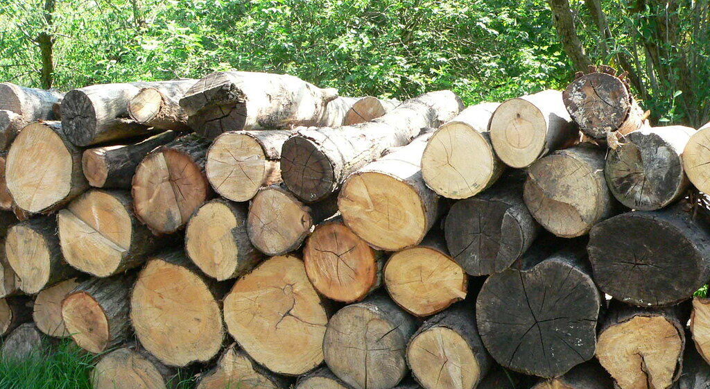 Timber logging