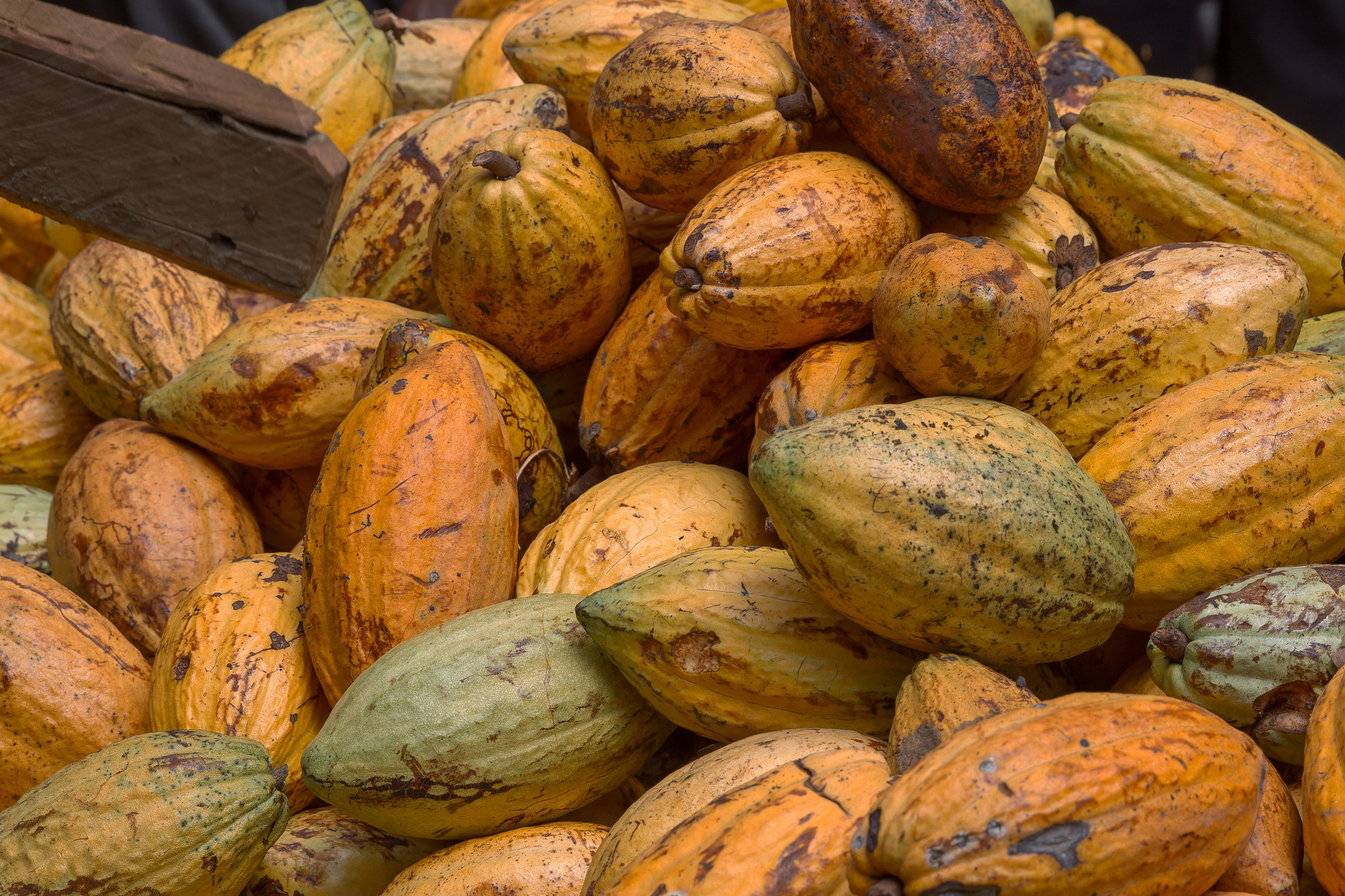 Ripe Cocoa pods from a cocoa farm in Ghana.