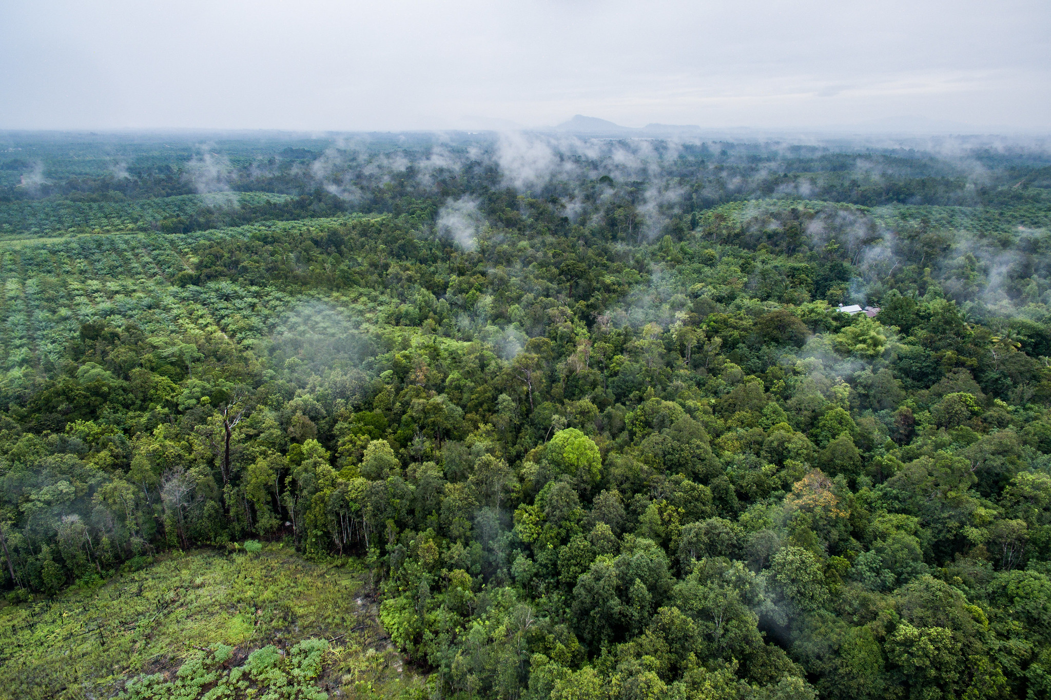 Aerial footage of palm oil and the forest in Sentabai Village, West Kalimantan, 2017.