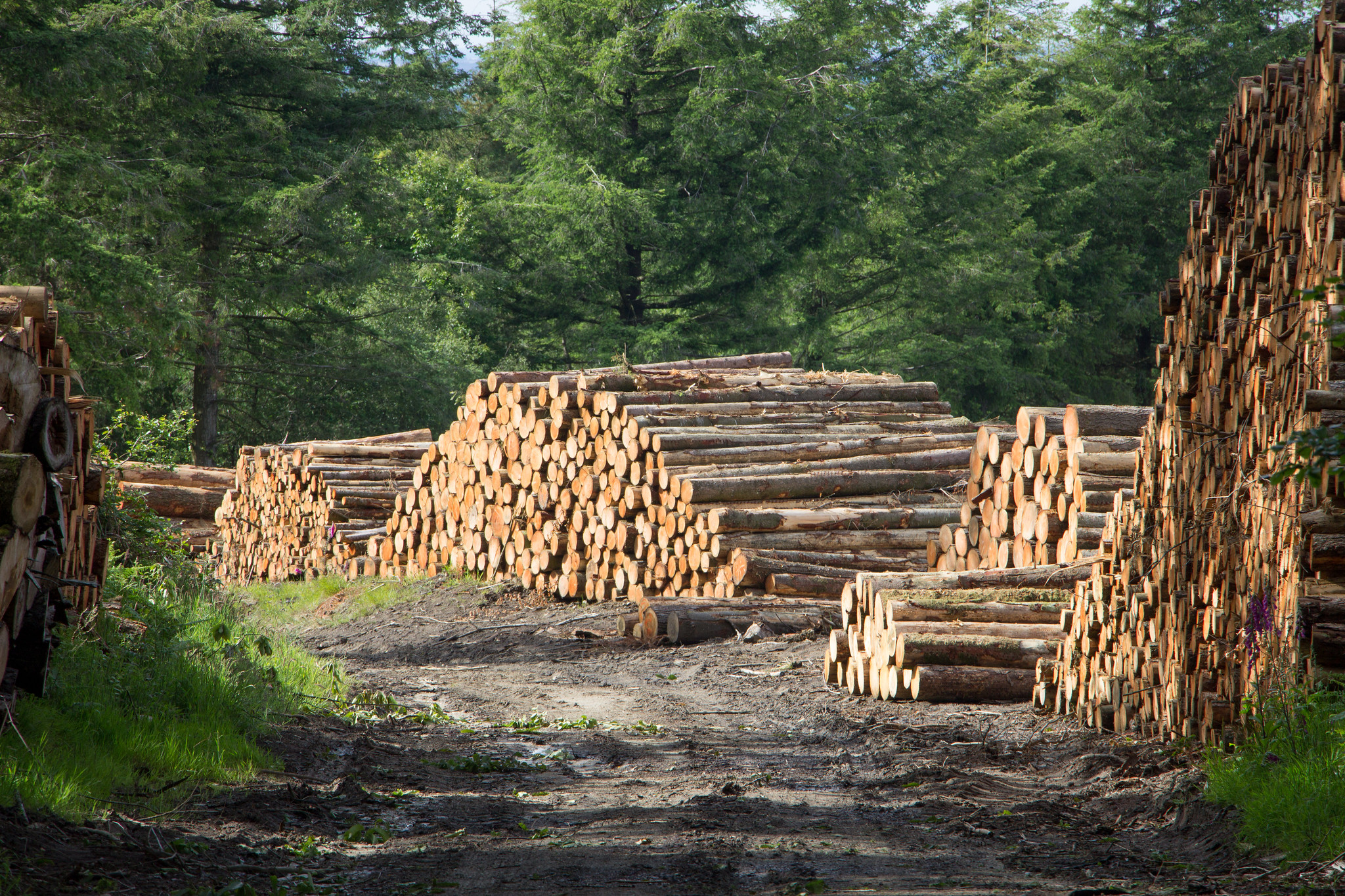 Logging in Brittany, France