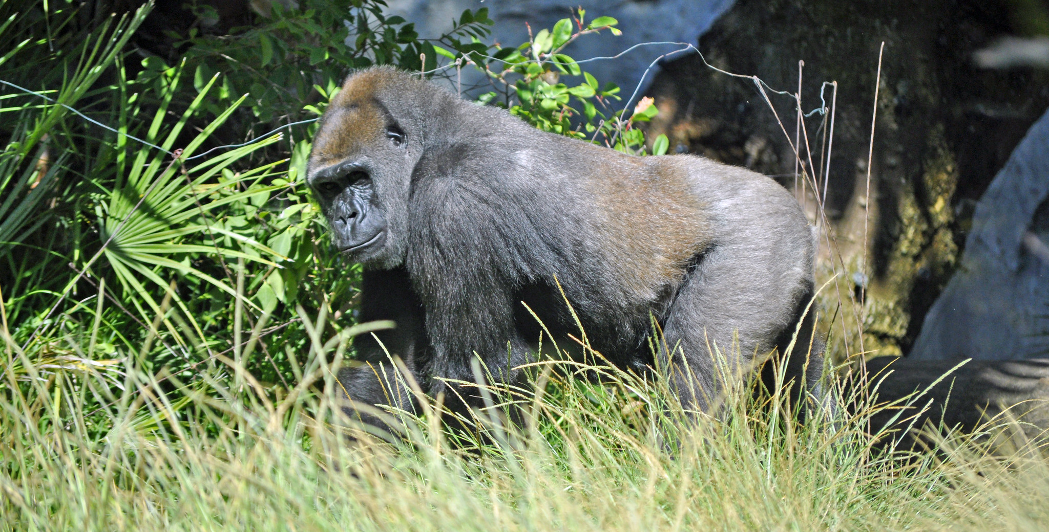 Western lowland gorilla