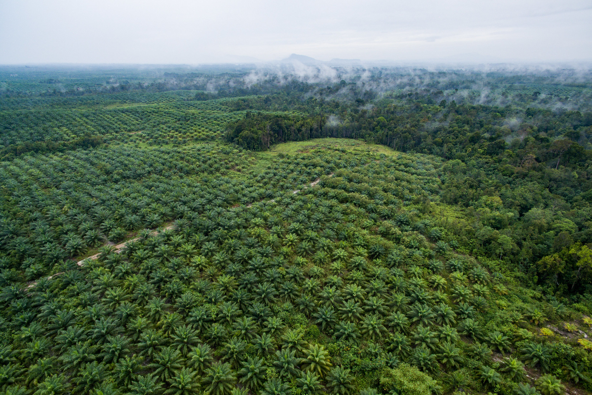 Oil palm plantation in Sentabai Village, West Kalimantan, Indonesia.