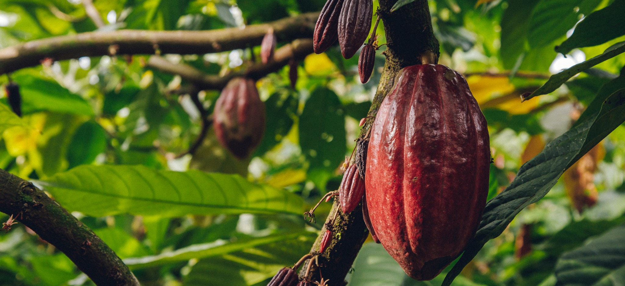 Chiapas, Mexico Cocoa Pods