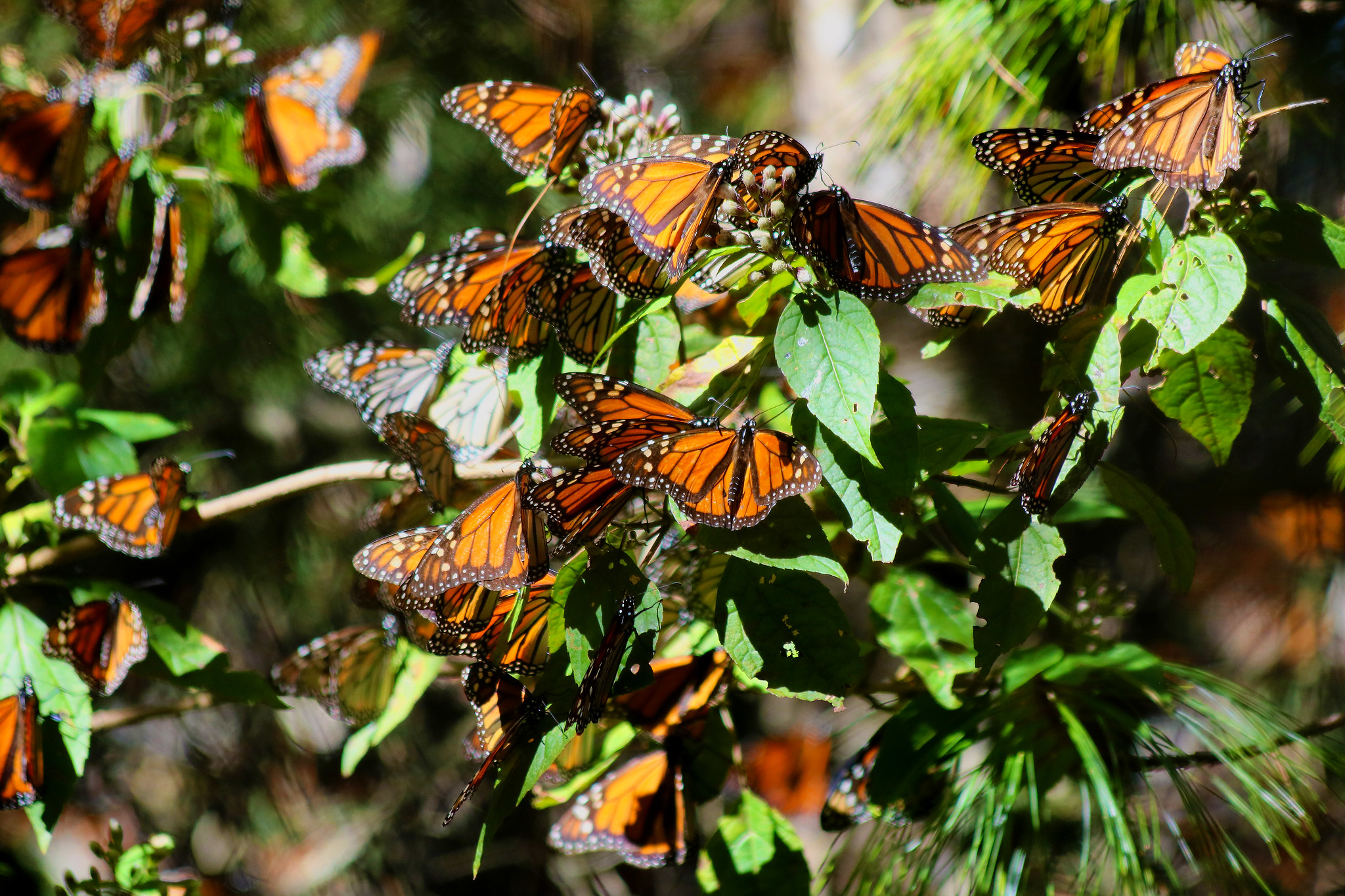 Monarch Butterfly Biosphere Reserve Mexico_Credit Rofael Saldana