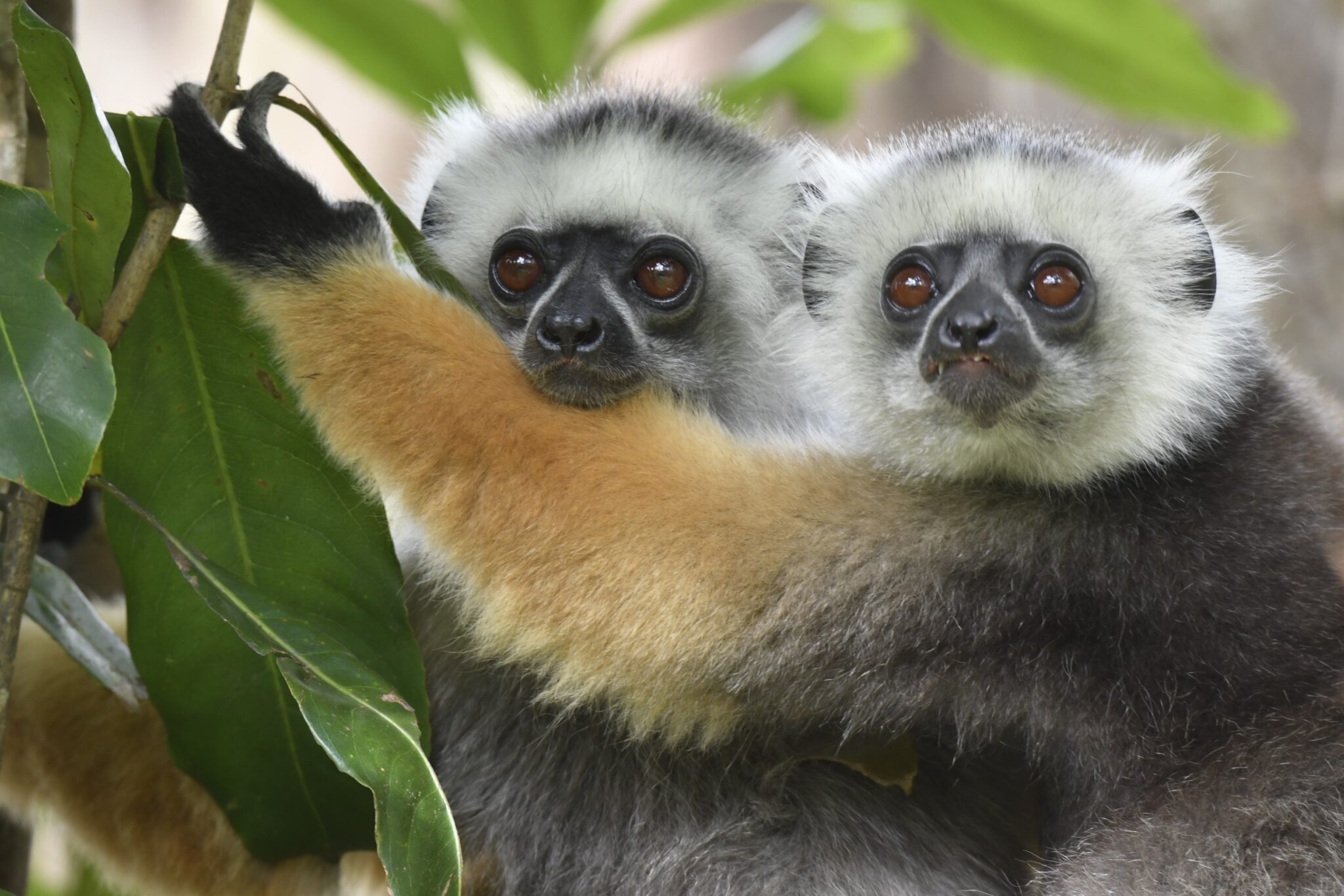 Diademed sifaka (Propithecus diadema), Mantadia National Park. Credit: Catherine Sauvi
