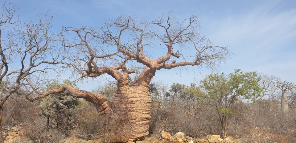 Baobab tree (Adansonia rubrostipa) in the southern spiny forest, Tsimanampesotse National Pa