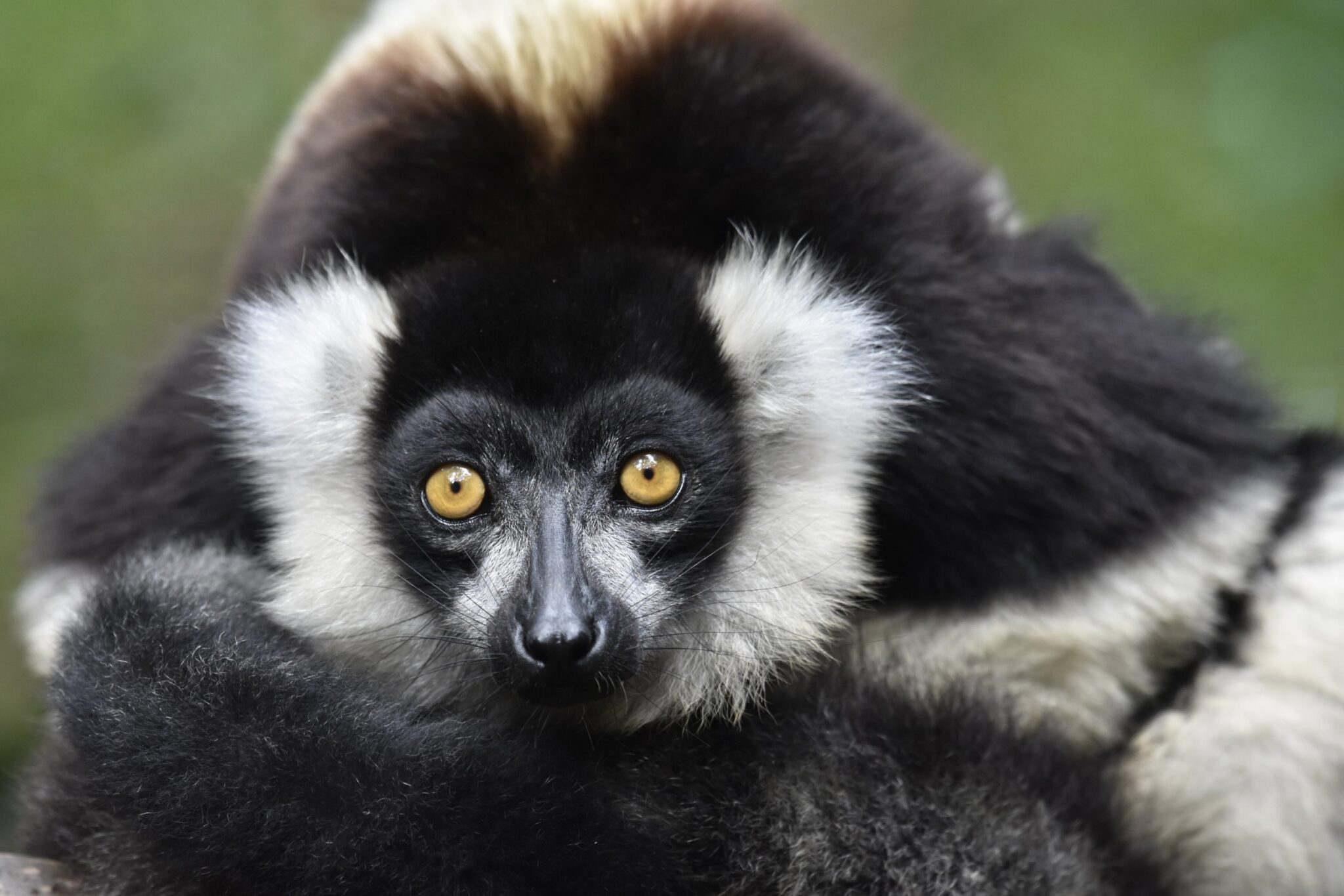 Black-and-white ruffed lemur (Varecia v. variegata), Mantadia National Park. Credit: Catherine Sauvin