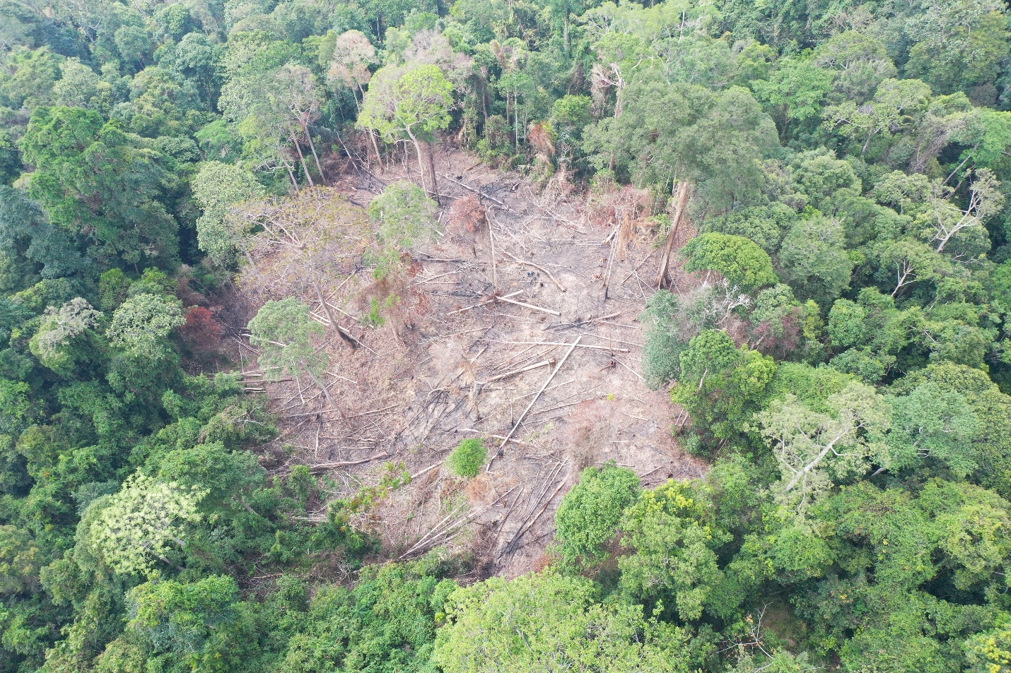 Deforestation identified through IFCAS. Credit: YIARI.