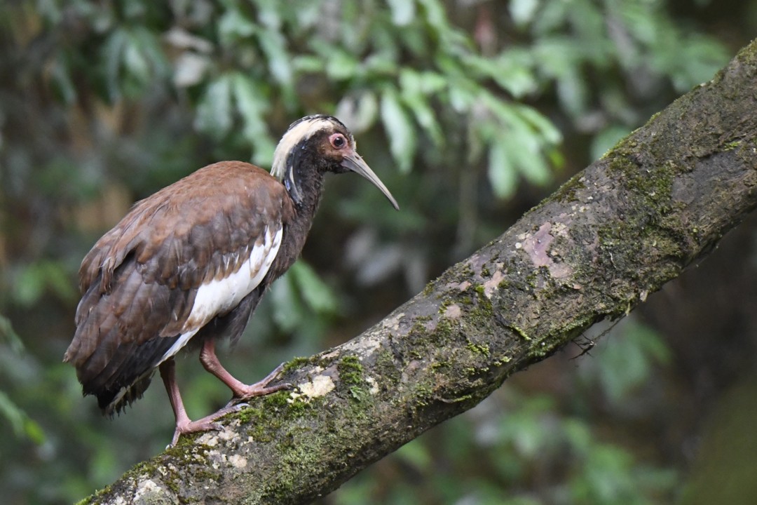 Madagascar ibis (Lophotibis cristata), Mantadia National Park. Credit: Catherine Sauvin