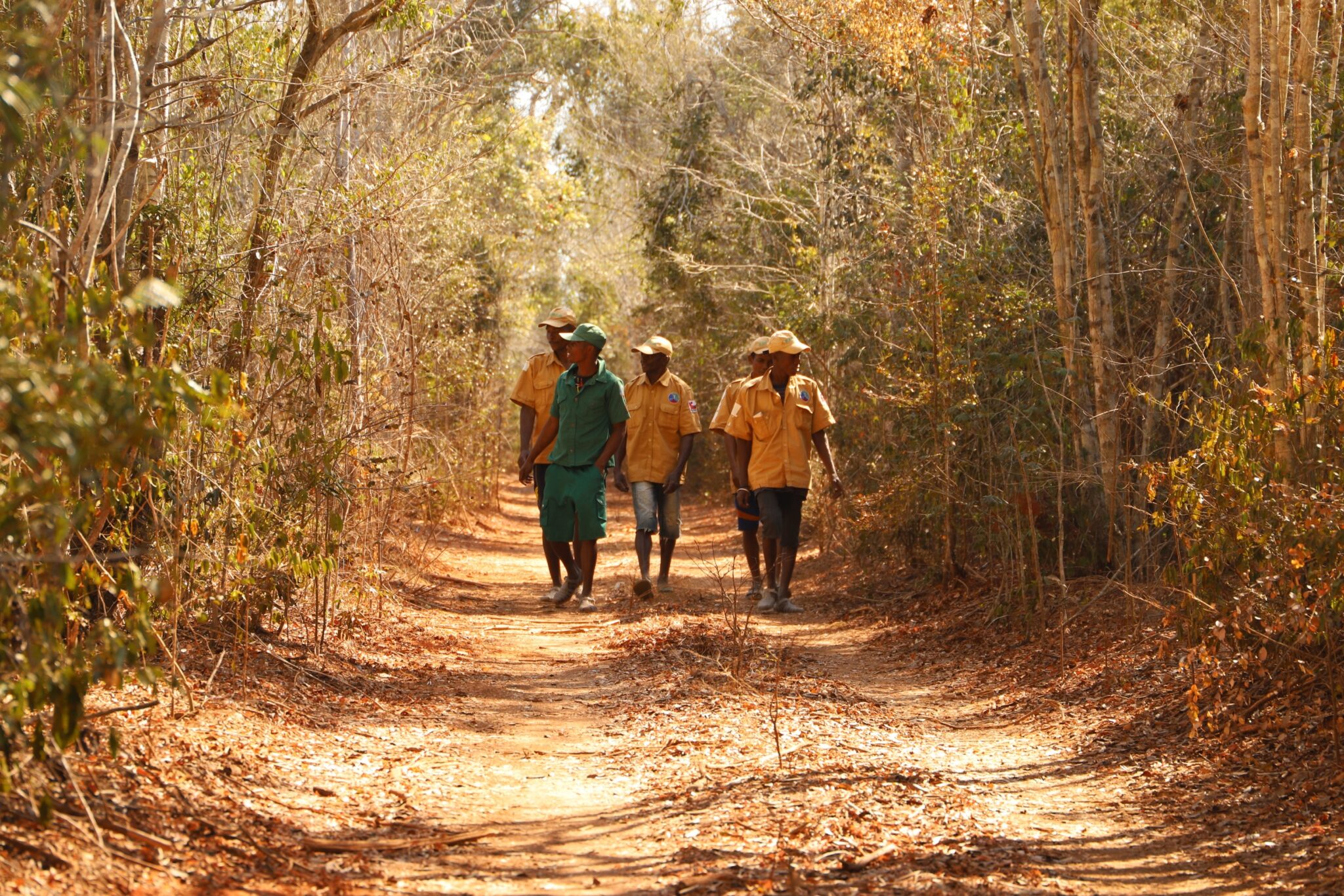 Patrols in a western dry forest.