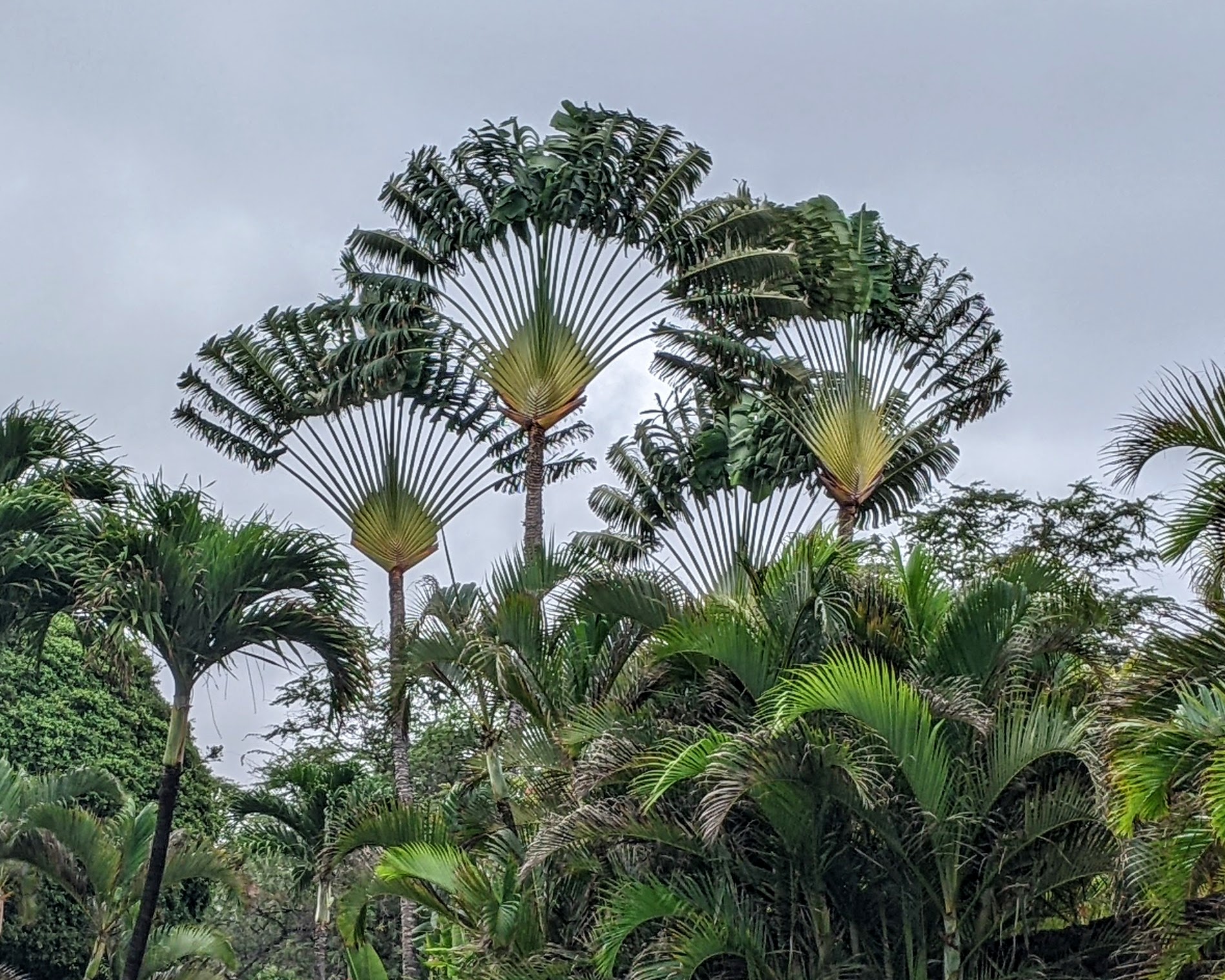 Traveler’s palms. Credit: Dicklyon