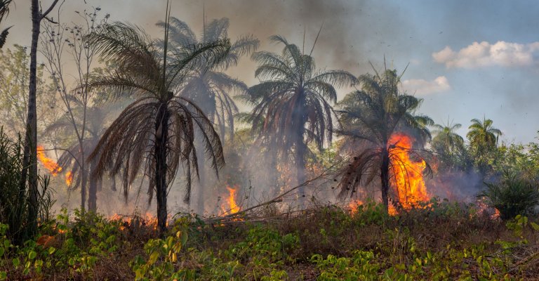 amazon-forest-fire